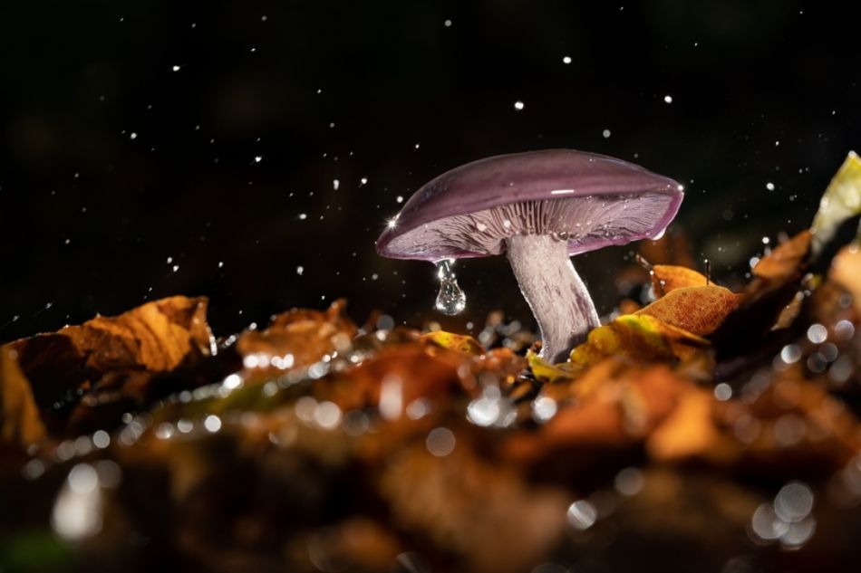 Hongos llorones: El fenómeno de la gutación en los basidiomicetos